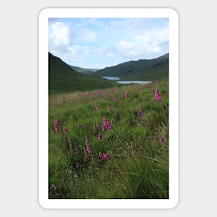 Field of foxgloves II Sticker